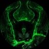 skullshimmerz